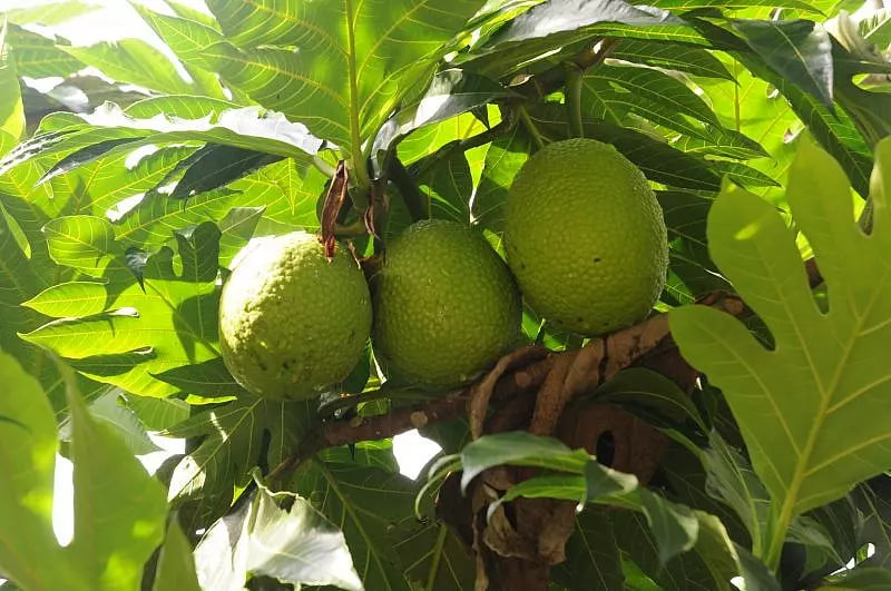 รู้จัก “ผลไม้ปัง” หรือผลไม้จากต้นปัง (Breadfruit) – อร่อย มีประโยชน์ และกำลังกลายเป็นซูเปอร์ฟู้ดแห่งอนาคต